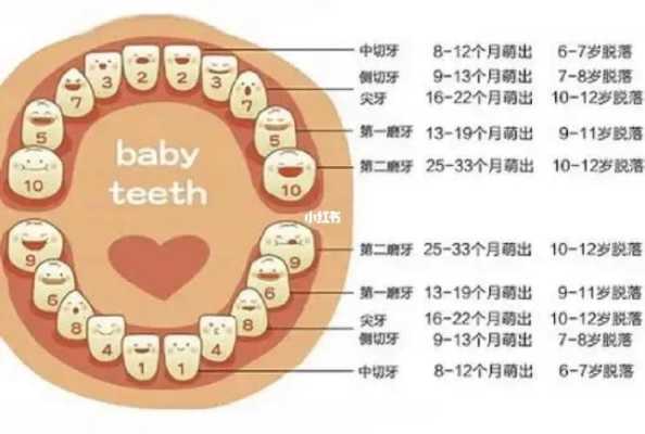 八周的胎儿有多大图片（八周的宝宝应该有几颗牙）  第1张