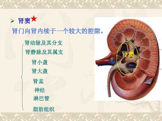肾窦分离是什么意思,胎儿双肾窦分离是什么意思啊 第2张 肾窦分离是什么意思,胎儿双肾窦分离是什么意思啊 第2张