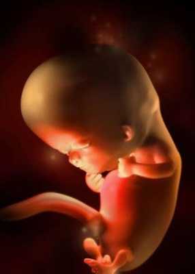 怀孕15周胎儿真实图片(怀孕15周胎儿真实图片欣赏) 第1张 怀孕15周胎儿真实图片(怀孕15周胎儿真实图片欣赏) 第1张