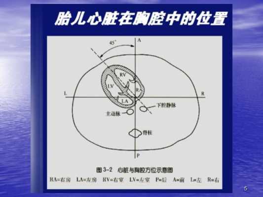 胎儿超声心动图(胎儿超声心动图一定要做吗?需要注意什么呢) 第2张 胎儿超声心动图(胎儿超声心动图一定要做吗?需要注意什么呢) 第2张