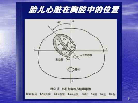 胎儿超声心动图（胎儿超声心动图一定要做吗?需要注意什么呢）  第2张