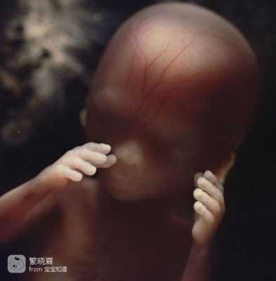 四个月胎儿有多大(四个月胎儿有多大了图片) 第1张 四个月胎儿有多大(四个月胎儿有多大了图片) 第1张
