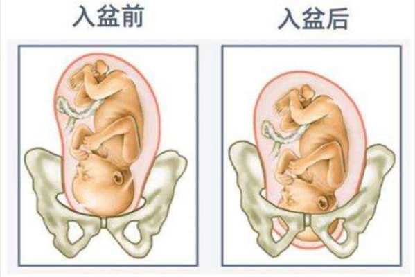 胎儿一般几周入盆（胎儿一般几周入盆正常）  第2张