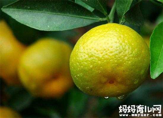 孕妇可以吃橘子吗,吃了孩子容易得黄疸吗,孕期可以吃蜂蜜吗早期 第2张 孕妇可以吃橘子吗,吃了孩子容易得黄疸吗,孕期可以吃蜂蜜吗早期 第2张