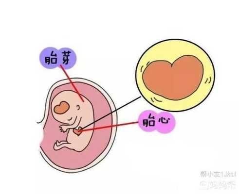 crl是胎儿的什么(crl是胎儿的什么) 第1张 crl是胎儿的什么(crl是胎儿的什么) 第1张