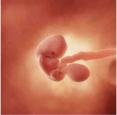 七周的胎儿有多大（七周的胎儿有多大图片）  第1张