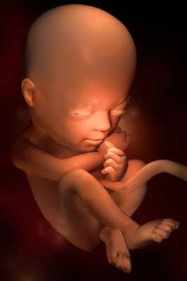 七个月的胎儿有多大（七个月的胎儿有多大图片）  第1张