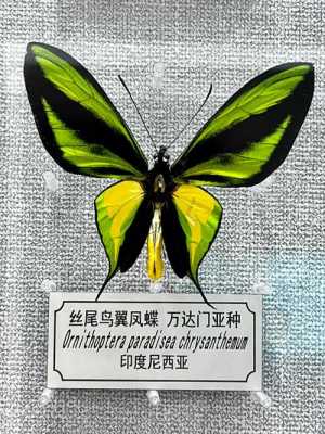 孕期梦见黄瓜(庄公梦蝴蝶是怎么回事) 第2张 孕期梦见黄瓜(庄公梦蝴蝶是怎么回事) 第2张