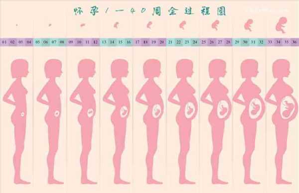 孕14周胎儿稳定了吗（14周孕妇标准的肚子图）  第1张