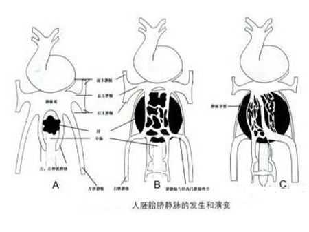 胎儿右脐静脉什么意思(胎儿右脐静脉可能什么意思) 第1张 胎儿右脐静脉什么意思(胎儿右脐静脉可能什么意思) 第1张