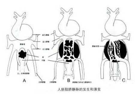 胎儿右脐静脉什么意思（胎儿右脐静脉可能什么意思）  第1张