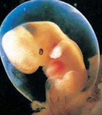 孕五个月胎儿真实图片（怀孕5个月有时胎动多，有时少，正常吗）  第2张