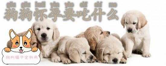 狗狗孕期吃什么好（狗狗孕期吃什么好消化）  第2张
