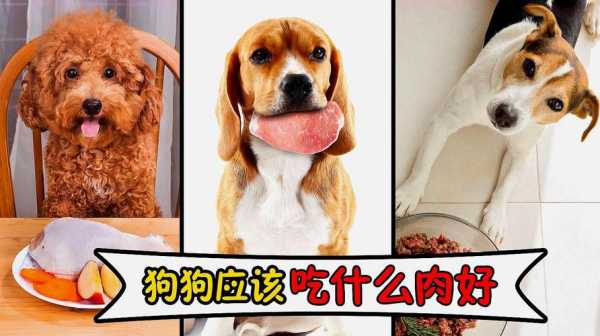 狗狗孕期吃什么好（狗狗孕期吃什么好消化）  第3张
