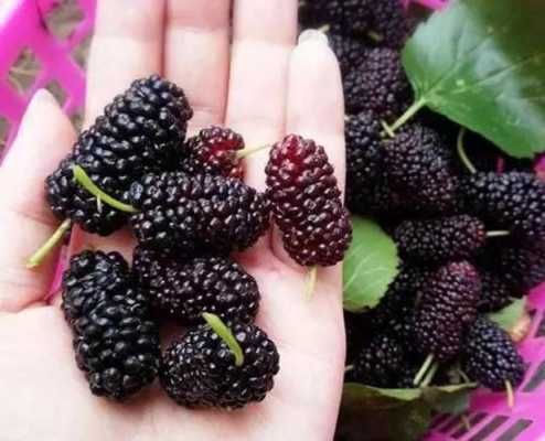 孕妇吃桑葚对胎儿好吗(桑葚叶煮水怀孕六个月的孕妇可以吃吗) 第2张 孕妇吃桑葚对胎儿好吗(桑葚叶煮水怀孕六个月的孕妇可以吃吗) 第2张