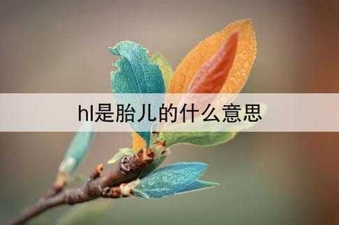 hl是胎儿的什么意思(hl-fl汉语念什么) 第2张 hl是胎儿的什么意思(hl-fl汉语念什么) 第2张