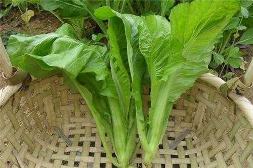 孕期可以吃芥菜吗（孕期可以吃芥菜吗早期）  第2张