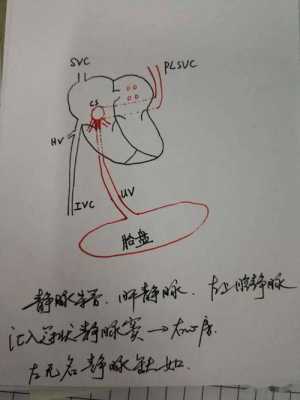 静脉导管对胎儿的意义（静脉导管对胎儿的意义是什么）  第1张