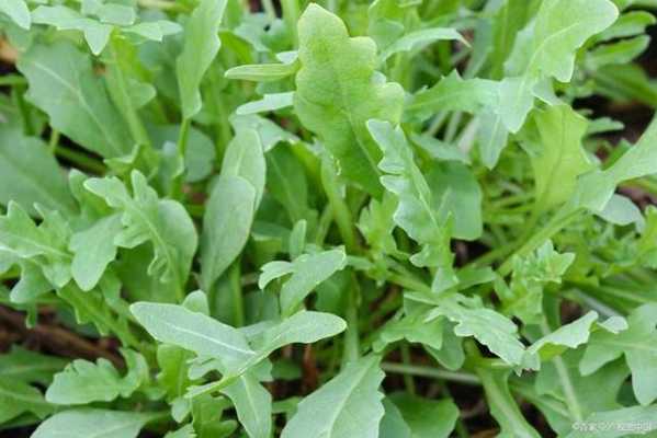 野荠菜孕妇能吃吗,孕期可以吃荠菜吗早期  第2张