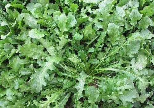 野荠菜孕妇能吃吗,孕期可以吃荠菜吗早期  第3张