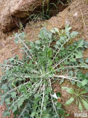 野荠菜孕妇能吃吗,孕期可以吃荠菜吗早期  第1张