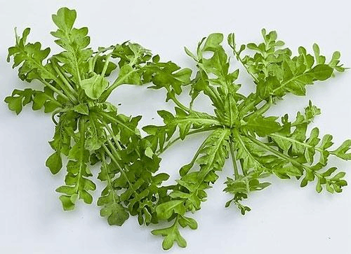 怀孕的女性孕期可以吃荠荠菜包饺子吗,孕期可以吃野菜吗? 第3张 怀孕的女性孕期可以吃荠荠菜包饺子吗,孕期可以吃野菜吗? 第3张