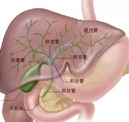 双胆囊是病吗,胎儿胆囊偏小是畸形吗严重吗  第1张