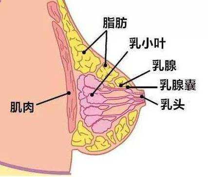 怀孕期间乳房刺痛(哺乳期乳房刺痛钻心疼是怎么回事) 第3张 怀孕期间乳房刺痛(哺乳期乳房刺痛钻心疼是怎么回事) 第3张