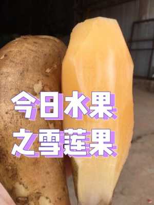 雪莲果孕妇可以吃吗,孕期可以吃雪莲果吗早期  第1张