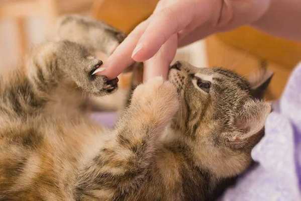 备孕期间能养猫吗(有宠物猫怀孕前需要做什么检查) 第2张 备孕期间能养猫吗(有宠物猫怀孕前需要做什么检查) 第2张
