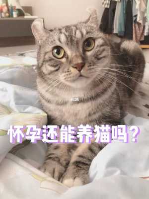 备孕期间能养猫吗（有宠物猫怀孕前需要做什么检查）  第1张