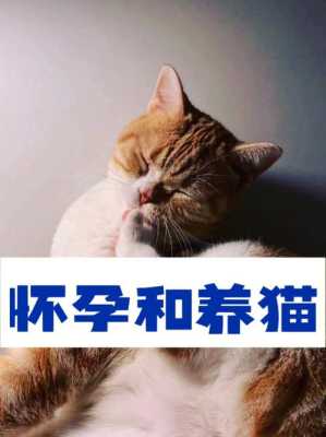 备孕期间能养猫吗（有宠物猫怀孕前需要做什么检查）  第3张