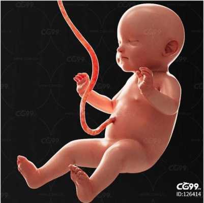 胎儿脐带连着母体哪,  第3张