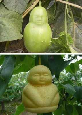 怀孕能吃人参果吗,安胎之王是哪个水果 第1张 怀孕能吃人参果吗,安胎之王是哪个水果 第1张