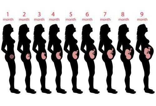 孕期图片全程（怀孕1～10月肚子变化图）  第2张