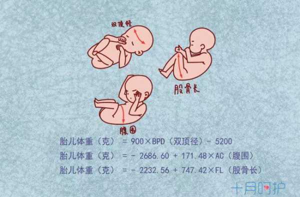 胎儿腹围偏小怎么补（孕期胎儿腹围偏小怎么补）  第1张