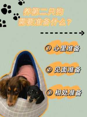 备孕期间能养狗吗(二胎家庭可以养狗吗) 第1张 备孕期间能养狗吗(二胎家庭可以养狗吗) 第1张