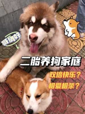 备孕期间能养狗吗(二胎家庭可以养狗吗) 第2张 备孕期间能养狗吗(二胎家庭可以养狗吗) 第2张