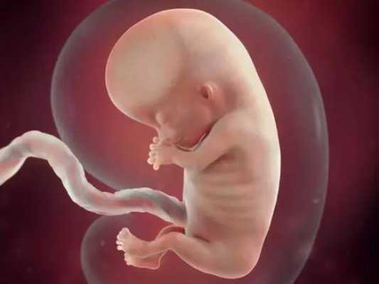 胎儿顶着胃是脚还是头（胎儿顶着胃是脚还是头）  第2张