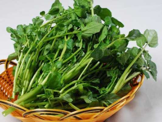 西洋菜吃多了好吗,孕期可以吃西洋菜吗? 第2张 西洋菜吃多了好吗,孕期可以吃西洋菜吗? 第2张