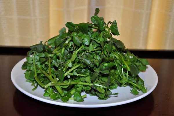 西洋菜吃多了好吗,孕期可以吃西洋菜吗? 第1张 西洋菜吃多了好吗,孕期可以吃西洋菜吗? 第1张