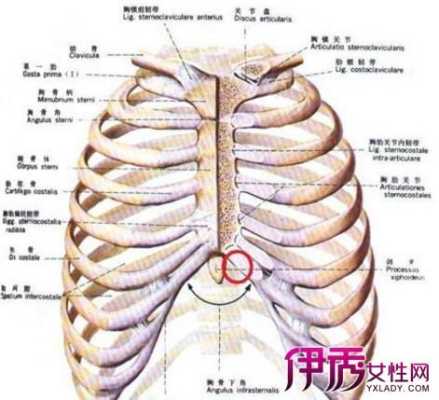 孕期胸口疼是怎么回事(孕妇心口窝正中间疼怎么缓解) 第1张 孕期胸口疼是怎么回事(孕妇心口窝正中间疼怎么缓解) 第1张