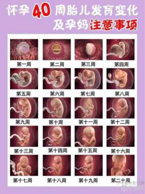 28周胎儿（28周胎儿体重多少斤正常）  第2张