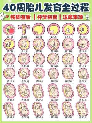 怀孕期间胎儿发育过程(孕45天胎儿发育情况到底是怎样的?孕早期时候,需要怎么检查) 第1张 怀孕期间胎儿发育过程(孕45天胎儿发育情况到底是怎样的?孕早期时候,需要怎么检查) 第1张