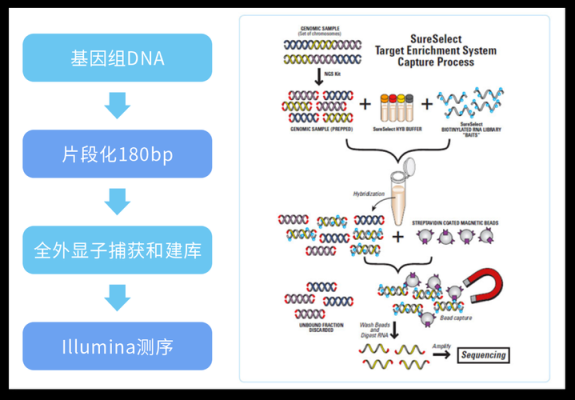 胎儿基因检测(外显子基因检测意义) 第2张 胎儿基因检测(外显子基因检测意义) 第2张