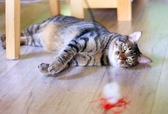 猫咪怀孕能剧烈运动吗,孕期剧烈运动会怎么样吗 第2张 猫咪怀孕能剧烈运动吗,孕期剧烈运动会怎么样吗 第2张