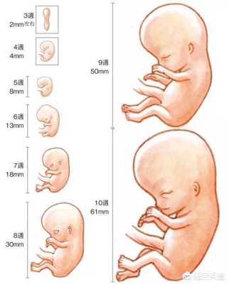 怀孕中期胎儿有时候不动正常吗,胎儿长得慢是什么原因引起的  第2张