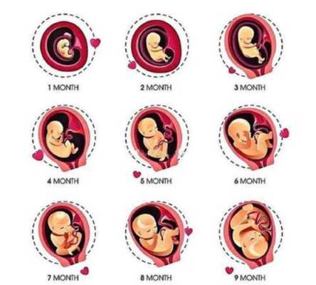 怀孕中期胎儿有时候不动正常吗,胎儿长得慢是什么原因引起的  第3张