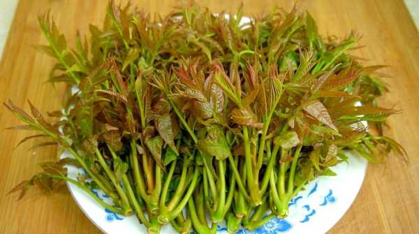 孕期可以吃香椿芽吗(孕期可以吃香椿芽吗?) 第1张 孕期可以吃香椿芽吗(孕期可以吃香椿芽吗?) 第1张