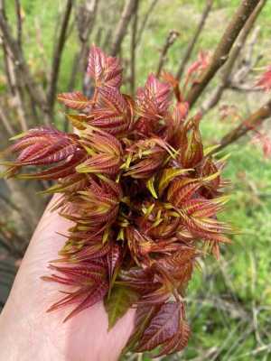 孕期可以吃香椿芽吗（孕期可以吃香椿芽吗?）  第2张